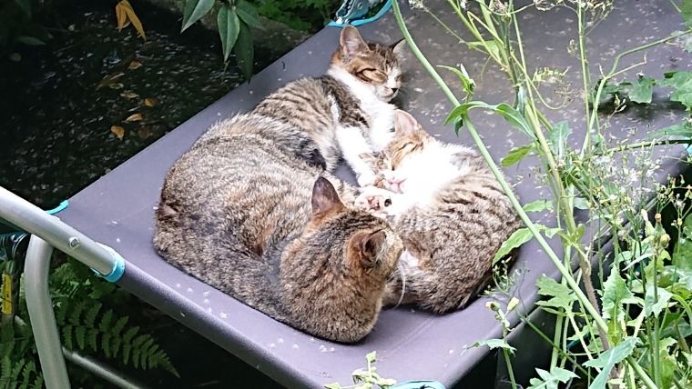 レジャー用のリクライニングベッドで昼寝をする保護猫しらす&にぼしと母猫