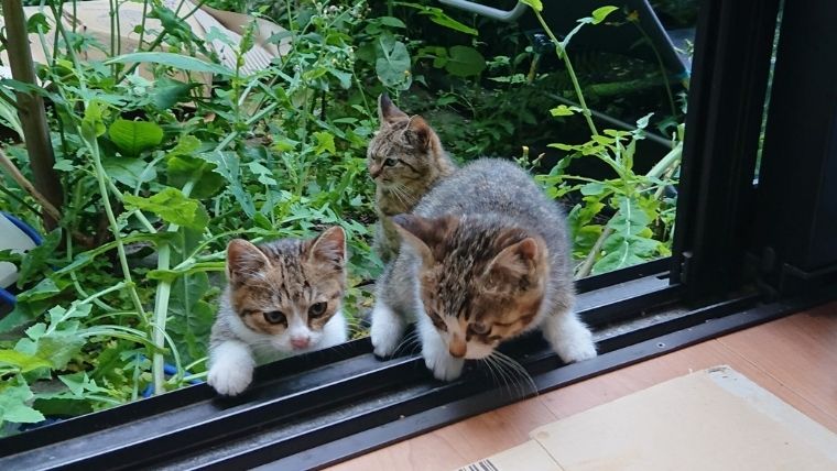 庭から部屋の中へ入ってくる保護猫しらす&にぼしと庭で見守る母猫