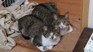 ホットカーペットの上にいる保護猫しらす&にぼし