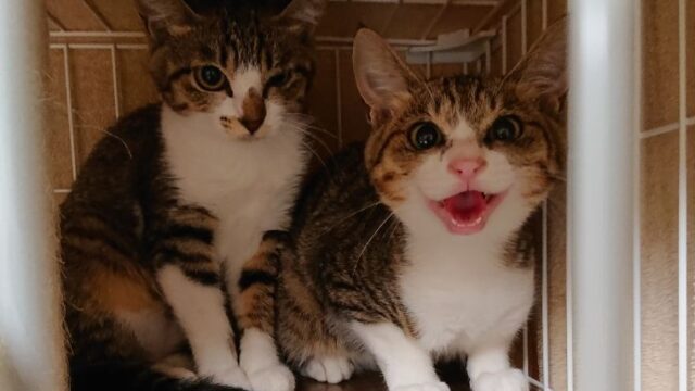 なつかない猫をなつかせるために効果的な３つの方法 保護猫がなつくまでの期間も紹介 行政書士 副業で猫を幸せにするブログ