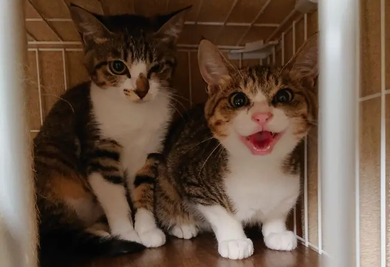 なつかない猫をなつかせるために効果的な３つの方法 保護猫がなつくまでの期間も紹介 行政書士 副業で猫を幸せにするブログ