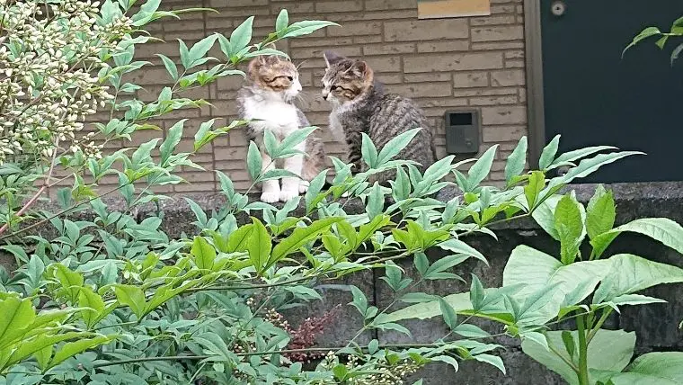 ペットロスになりたくない 一人暮らし独身おじさんが猫を飼うまで 行政書士 副業で猫を幸せにするブログ
