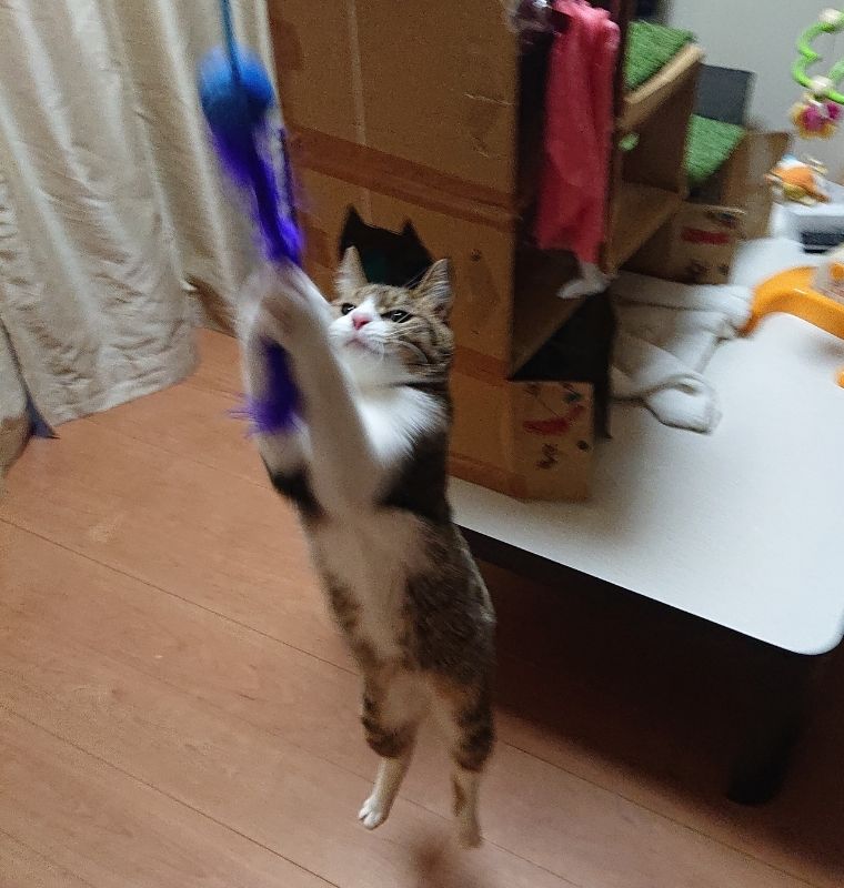 猫じゃらしに飛びつく保護猫しらす