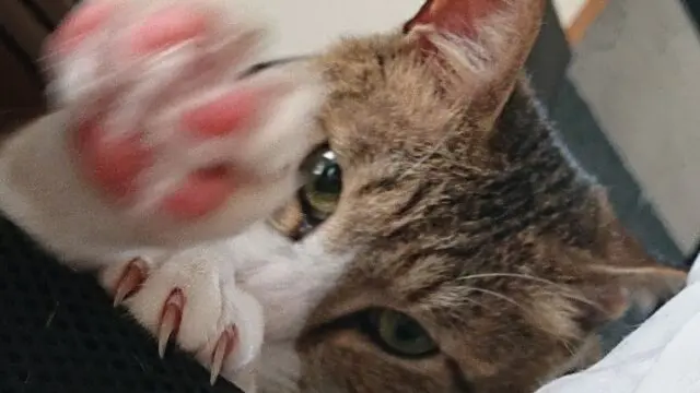 ここが魅力 もちまる日記 が人気の理由と厳選オススメ動画7選 3選 22年追加 行政書士 副業で猫を幸せにするブログ