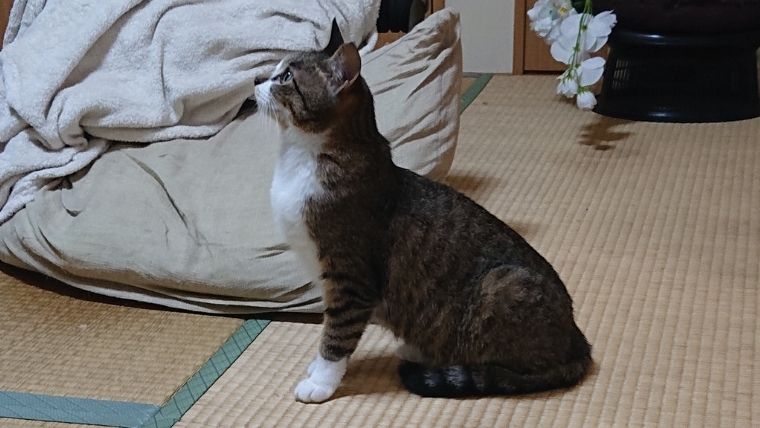 クールな表情の保護猫にぼし