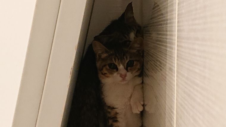 風呂場に逃げ込んで隠れている保護猫2匹