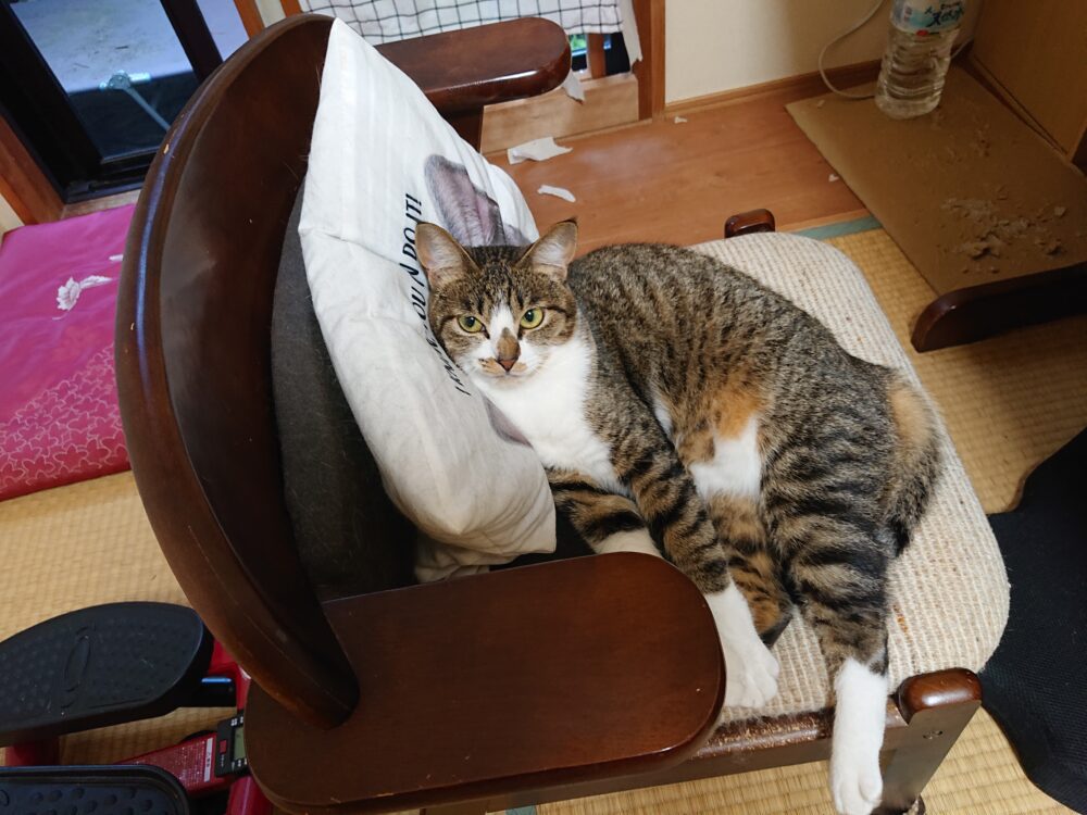 飼い主の椅子で寛ぐ保護猫にぼし♀