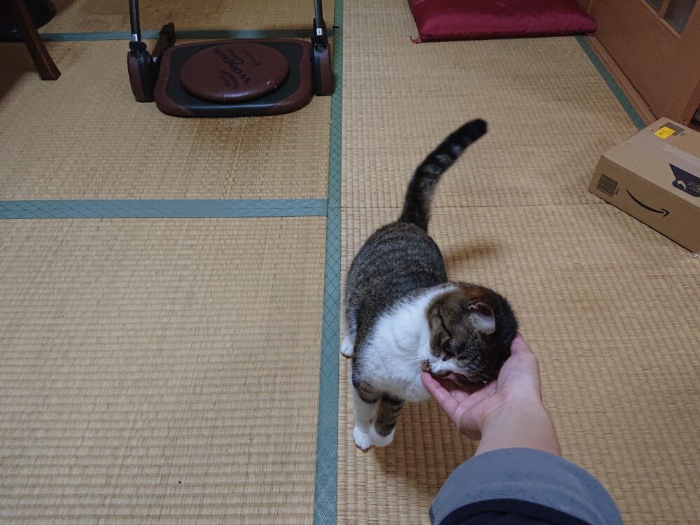 たまに甘えてくる保護猫にぼし♀