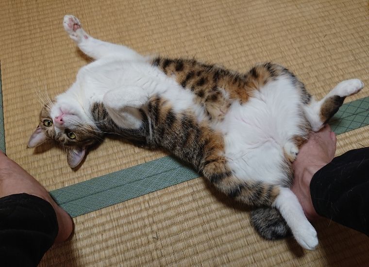 腹を見せる保護猫しらす