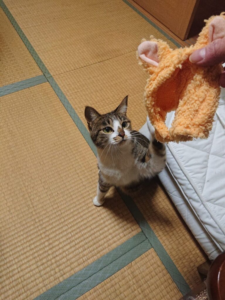 猫の服に手を伸ばす保護猫にぼし03