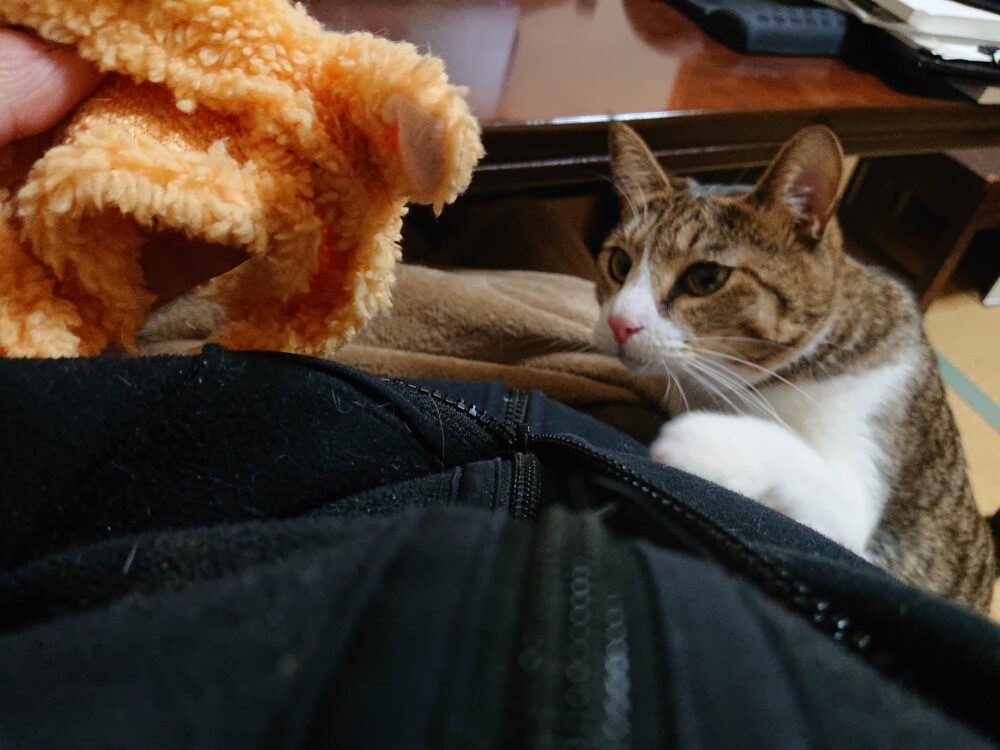 猫の服を見つめる保護猫しらす