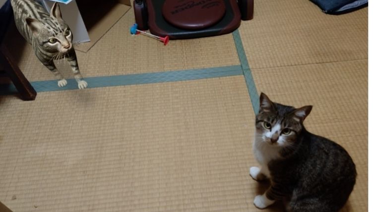 AI猫と保護猫にぼし