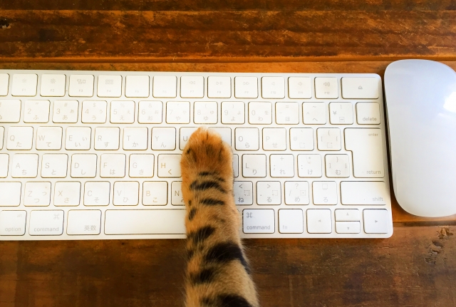 キーボードに猫の手