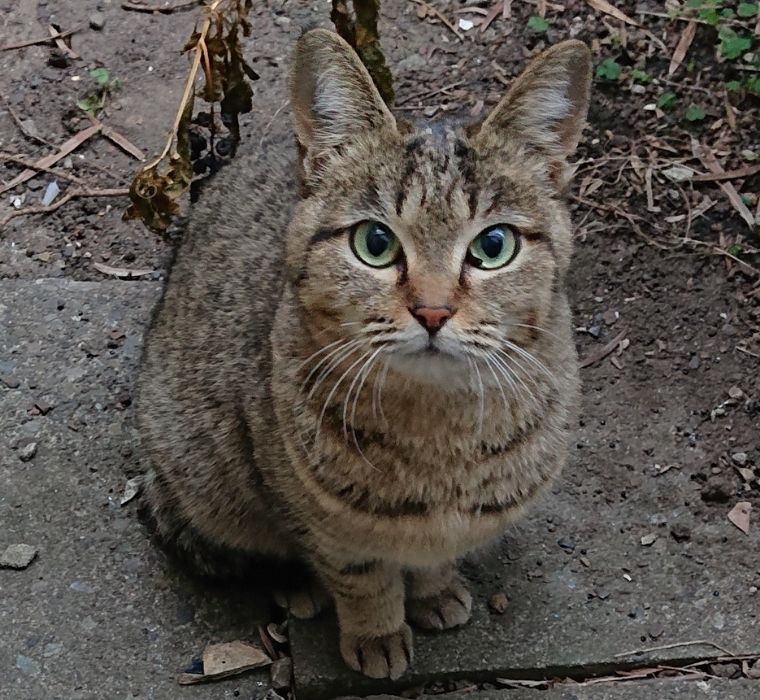 野良猫まぐろ