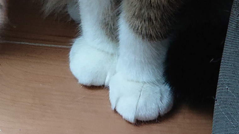 猫のクリームパンおてて2つ画像