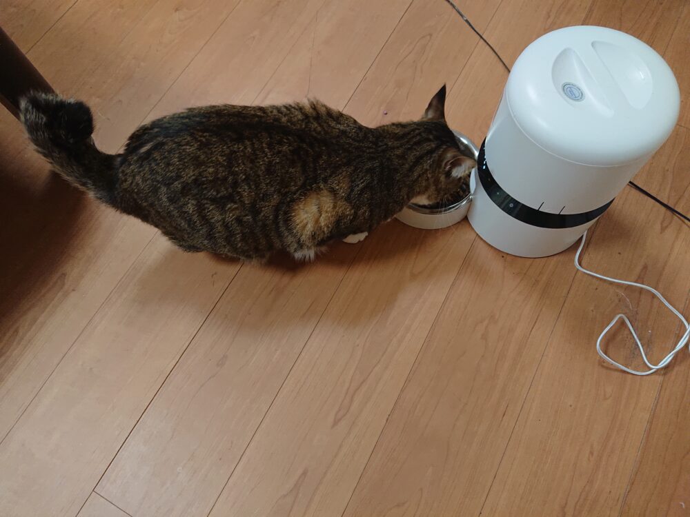 猫と自動給餌器