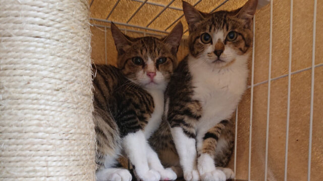 猫ケージ内の保護猫2匹の写真