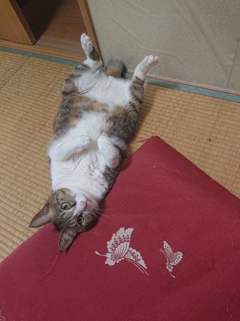 猫が腹毛を見せてゴロゴロしている写真2