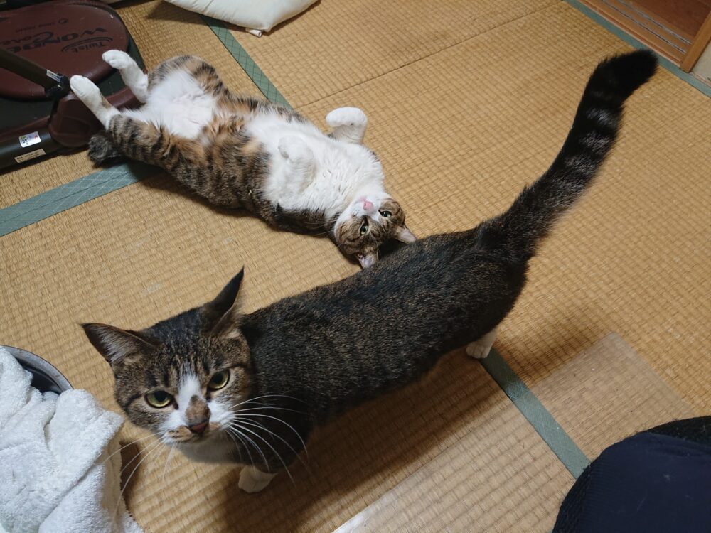 腹毛を見せてる猫と腹毛を見せずに歩く猫の写真