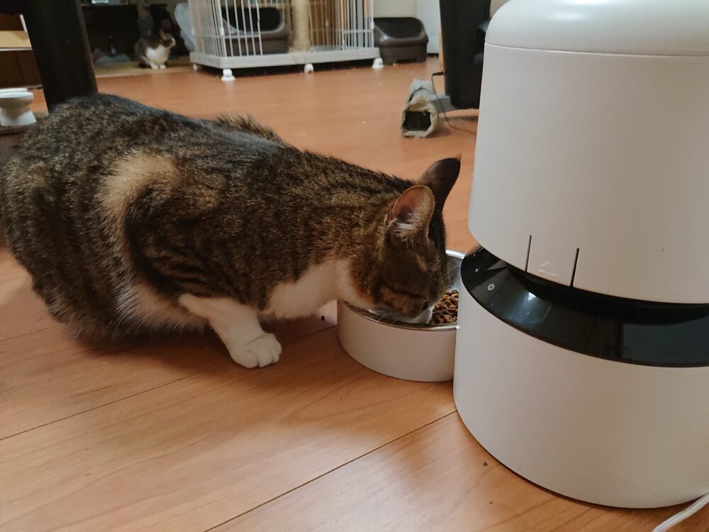 自動給餌器から猫がフードを食べている写真