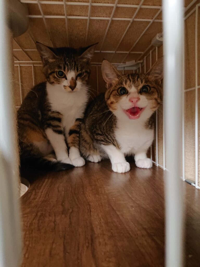 猫ケージ内にいる2匹の猫のうち右の猫が威嚇している写真