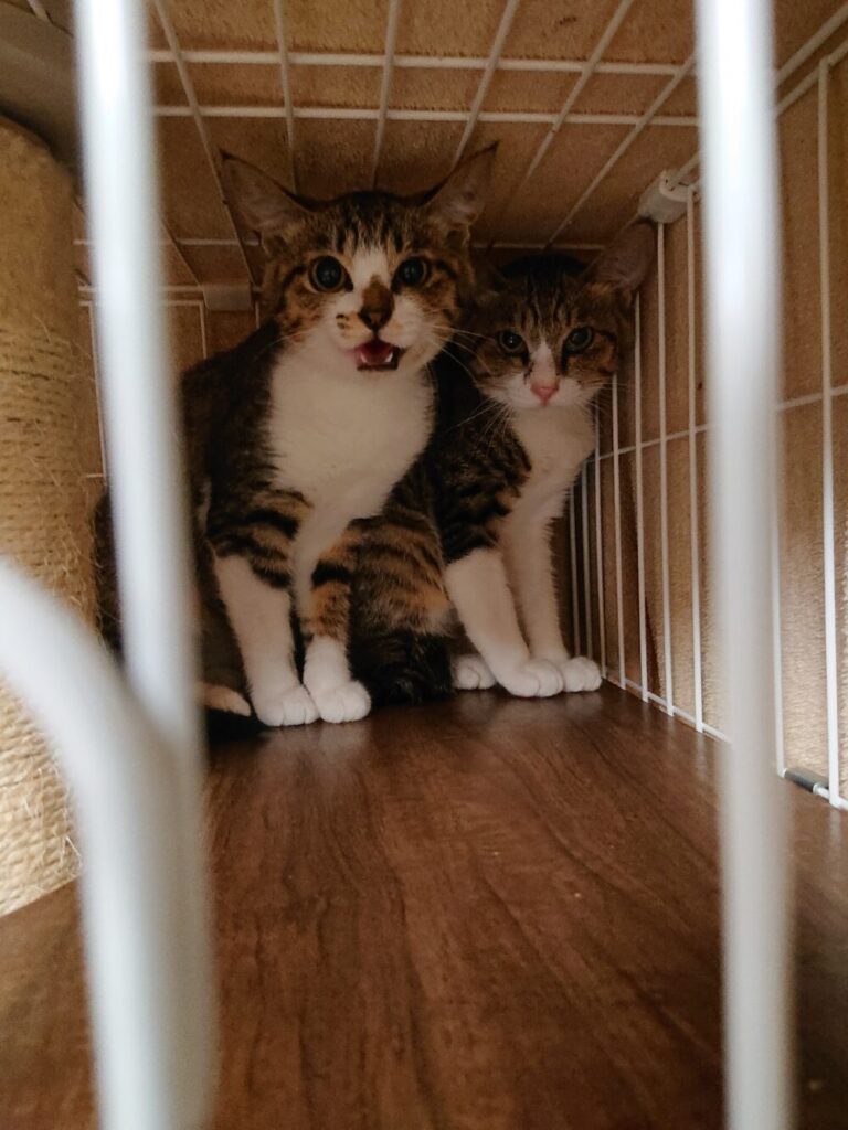 猫ケージ内にいる2匹の猫のうち左の猫が威嚇している写真