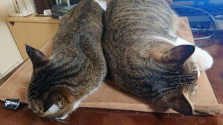 保護猫2匹がテーブルの上で寝ている