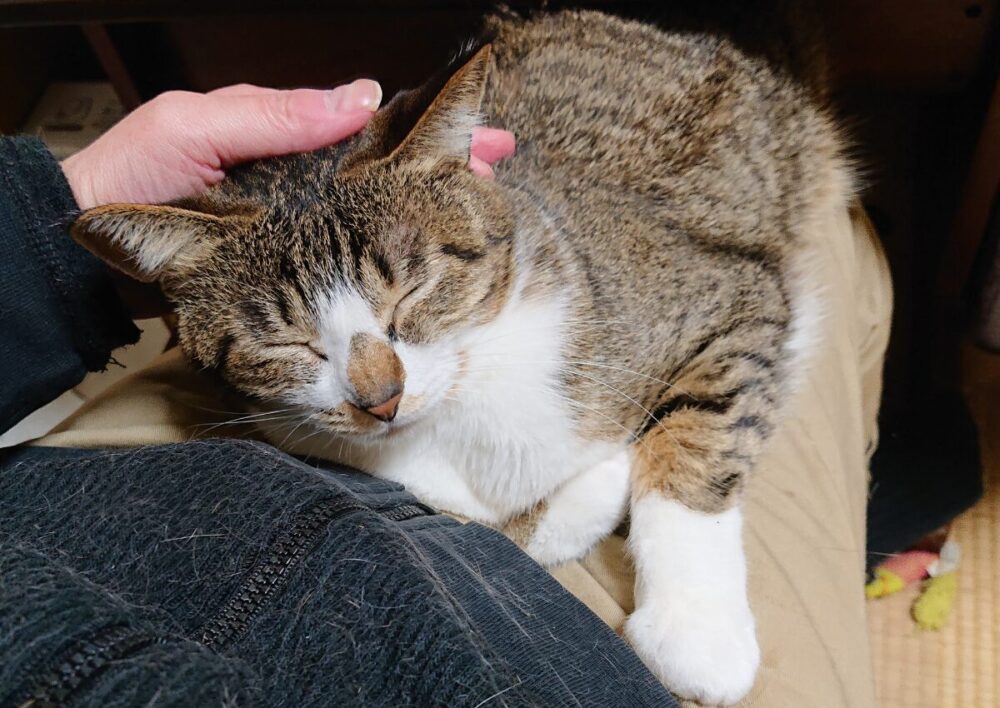 保護猫にぼしが飼い主の膝の上に乗っている